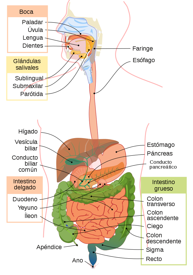 LAMINAS EDUCATIVAS Sistema Digestivo